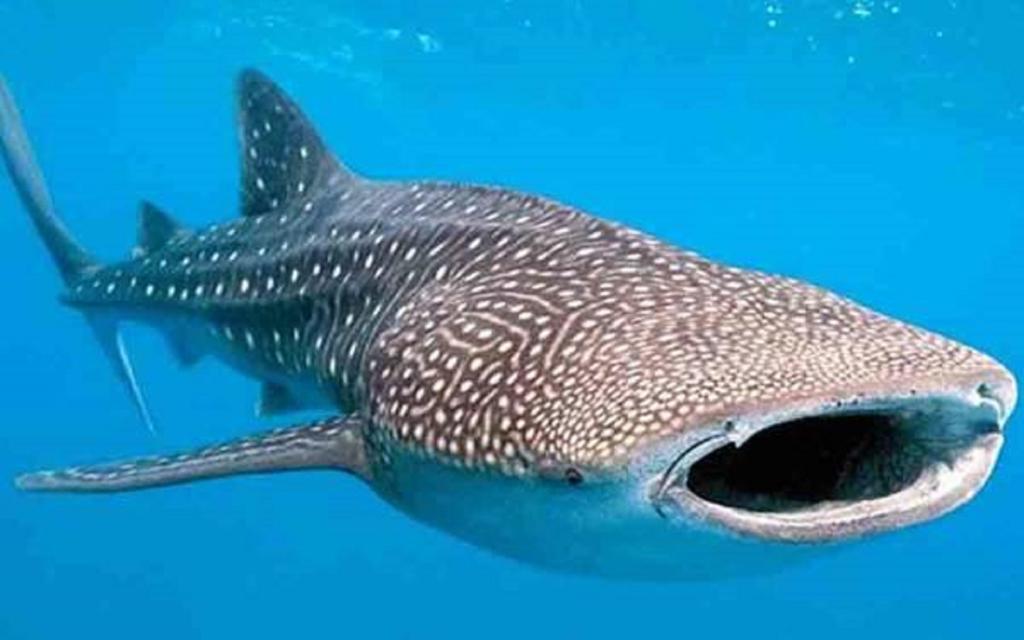 Hanifaru Stay Kendhoo Εξωτερικό φωτογραφία